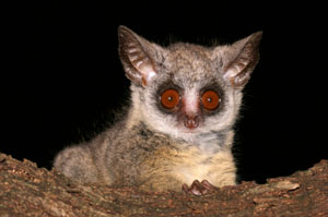 A lesser galago or bushbaby