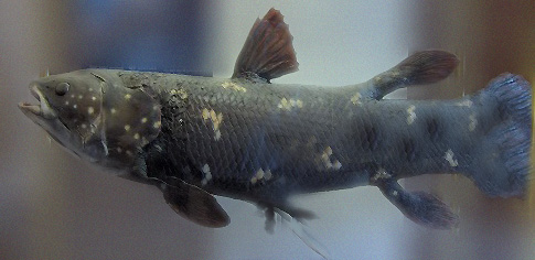 Coelacanth