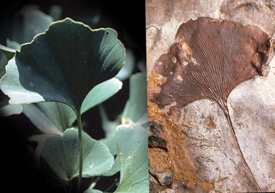 Ginkgo biloba fossil and living