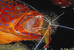 cleaner shrimp