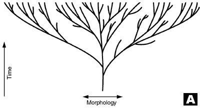 Contrary ideas about phylogeny