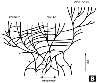 Contrary ideas about phylogeny