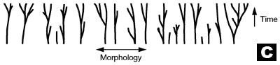 Contrary ideas about phylogeny