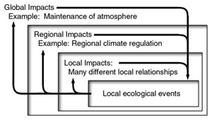 Ecological events may take place locally