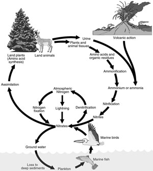 The nitrogen cycle.