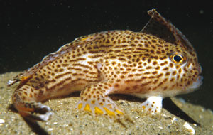 The spotted handfish