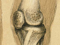 depiction of an elephants knee-cap