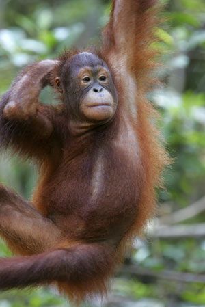 Orangutan in tree