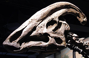 picture of a Parasaurolophus skull