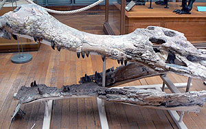 picture of a Sarcosuchus skull 