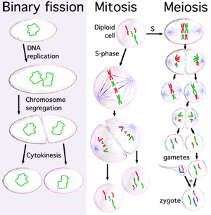 Cell division