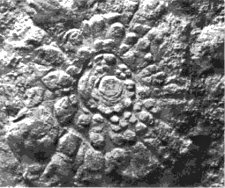 Ediacara fossil