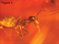 Gracilidris ant