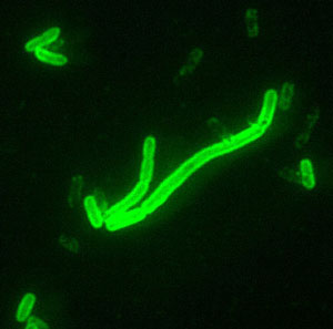 Bacteria carried by fleas