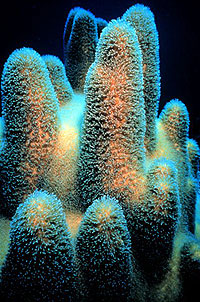 flourescent blue-and-orange pillar coral