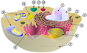 Cell Diagram