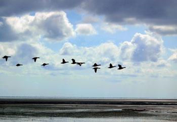 Some animals have extraordinary abilities and instincts to migrate. But how much does it help in defending the Flood account?