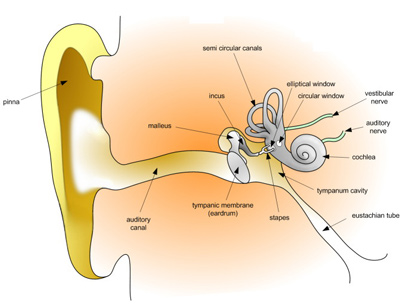 Human ear