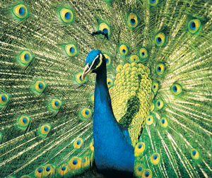 Peacock