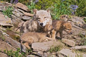 Mother wolf with pups