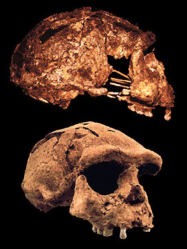 Homo habilis—A Premature Discovery: Remembered by One of Its