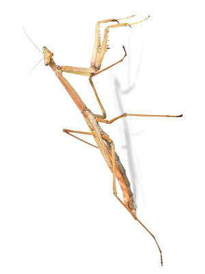 Prayingmantis