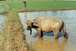 Buffalo in rice paddy