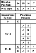 figure 10. Context dependence of mutations in γ-repressor proteins, positions 14–17. (Click on figure to see larger version)