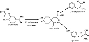 Fig 6. AroQ chorismate mutase is an enzyme used during synthesis of amino acids phenylalanine and tyrosine. (Click on figure to see larger version)