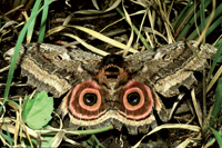 Emperor Speckled Moth