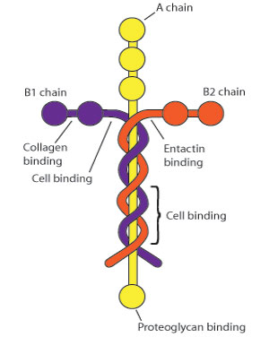 Laminin