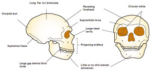 Neandertal skull