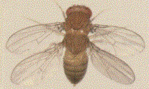 Extra set of wings on Drosophila