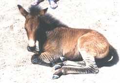 Zorse