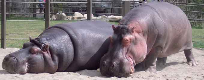 Hippo