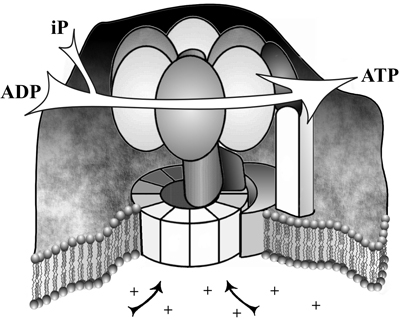 ATP synthase