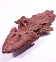 Tiktaalik fossil