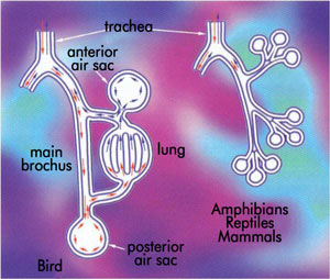 Difference between reptile’s bellows lung and bird’s one-way lung.