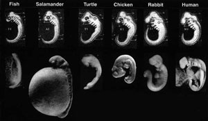 Haeckel's embryo