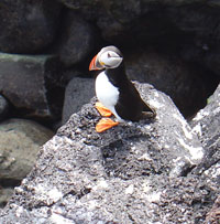 Puffin