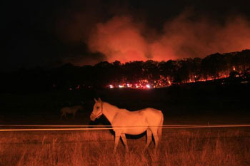 Bush fire animal