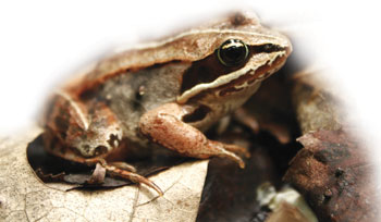 Wood frog