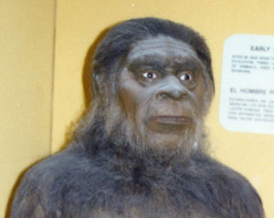 Photo of a ‘reconstructed hominid’ taken at the San Diego Museum of Man. Rana and Ross believe that God periodically created and inserted such hominids on the earth over the last seven million years, but there is no mention in Scripture about this.