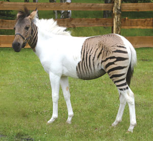 Zorse