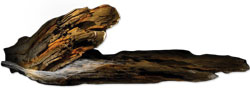 walnut log