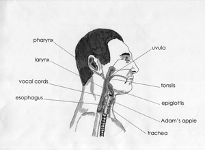 Cross section of the human pharynx showing the major structural parts involved in breathing and swallowing.