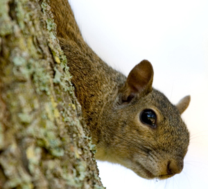 squirrel