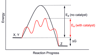 Generic potential energy diagram showing the effect of a catalyst in a hypothetical exothermic chemical reaction X + Y to give Z. The presence of the catalyst opens a different reaction pathway (shown in red) with a lower activation energy. The final result and the overall thermodynamics are the same.