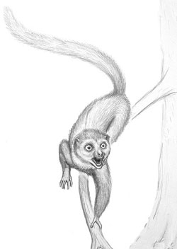 Artist’s reconstruction of Darwinius masillae