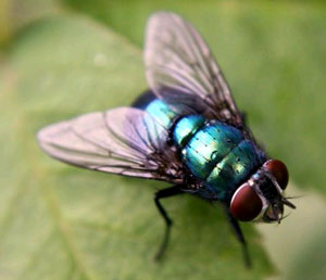 Sheep blowfly